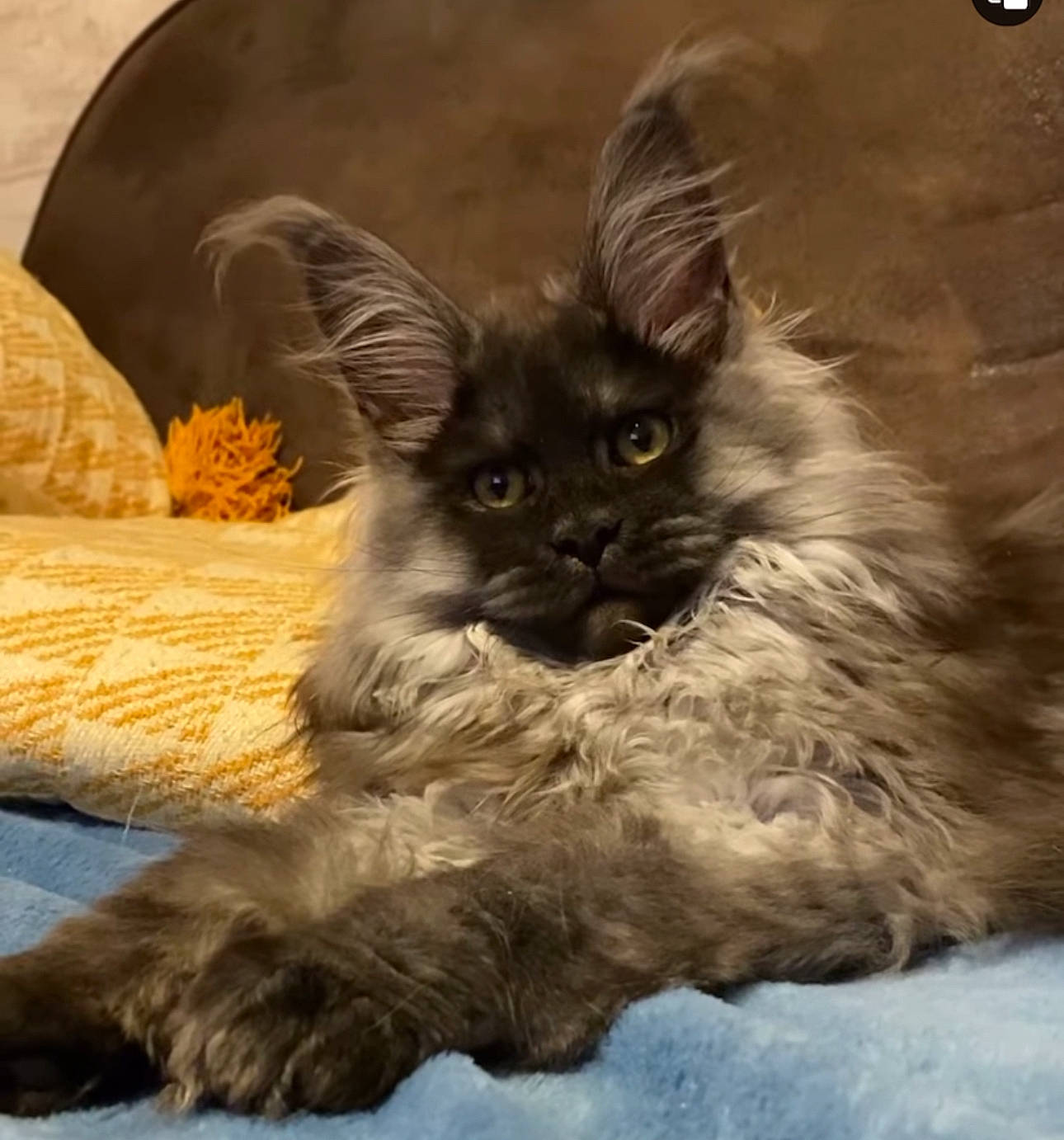 Uni joined the competition — help win amazing prizes! british_longhair, carnivore, cat, cat_bed, claw, comfort, fawn, felidae, fur, grey, paw, ragdoll, small_to_medium_sized_cats, snout, tail, terrestrial_animal, whiskers