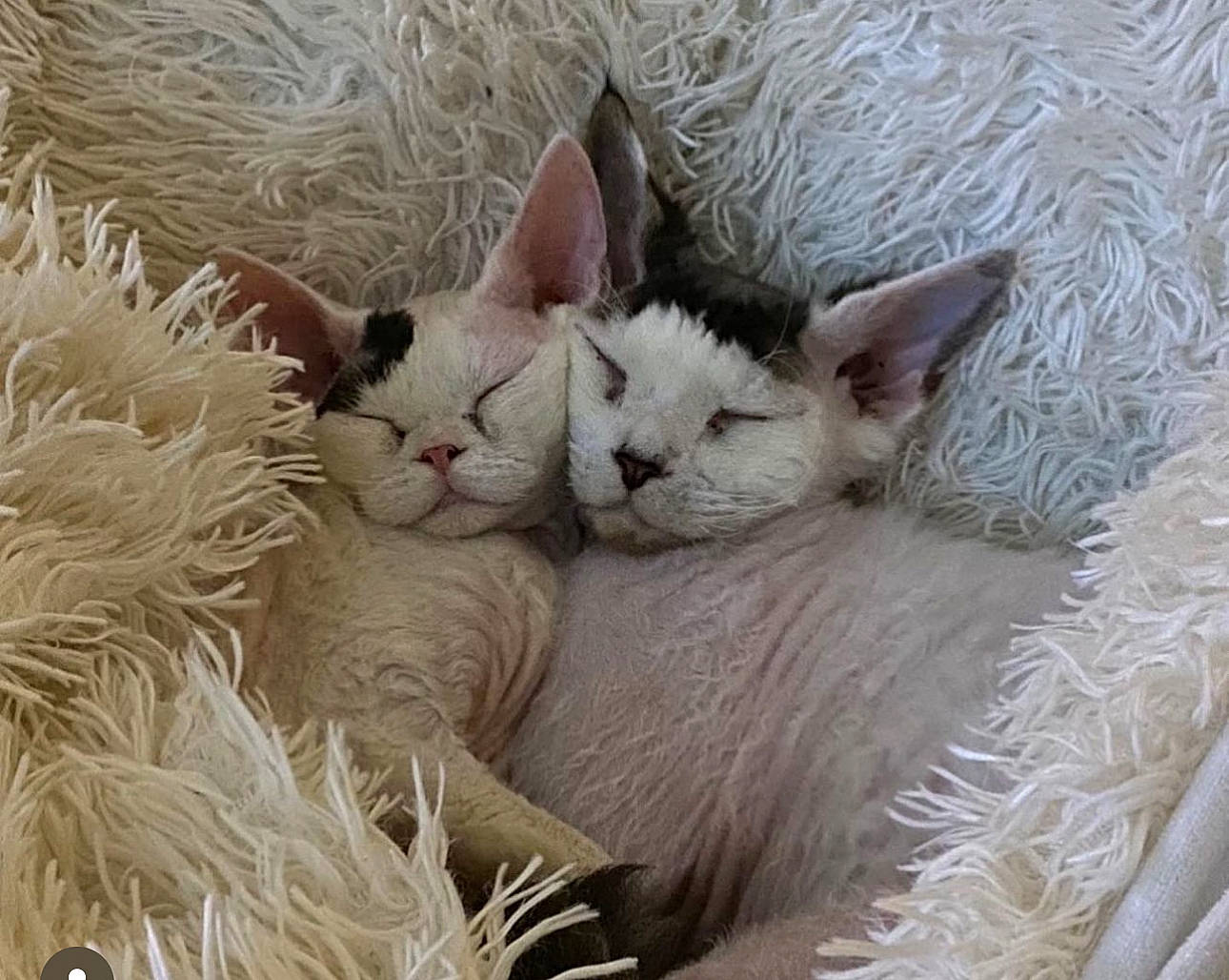 Rafiki is registered to the contest to win money with this photo: art, carnivore, cat, comfort, domestic_short_haired_cat, fawn, felidae, fur, small_to_medium_sized_cats, terrestrial_animal, whiskers