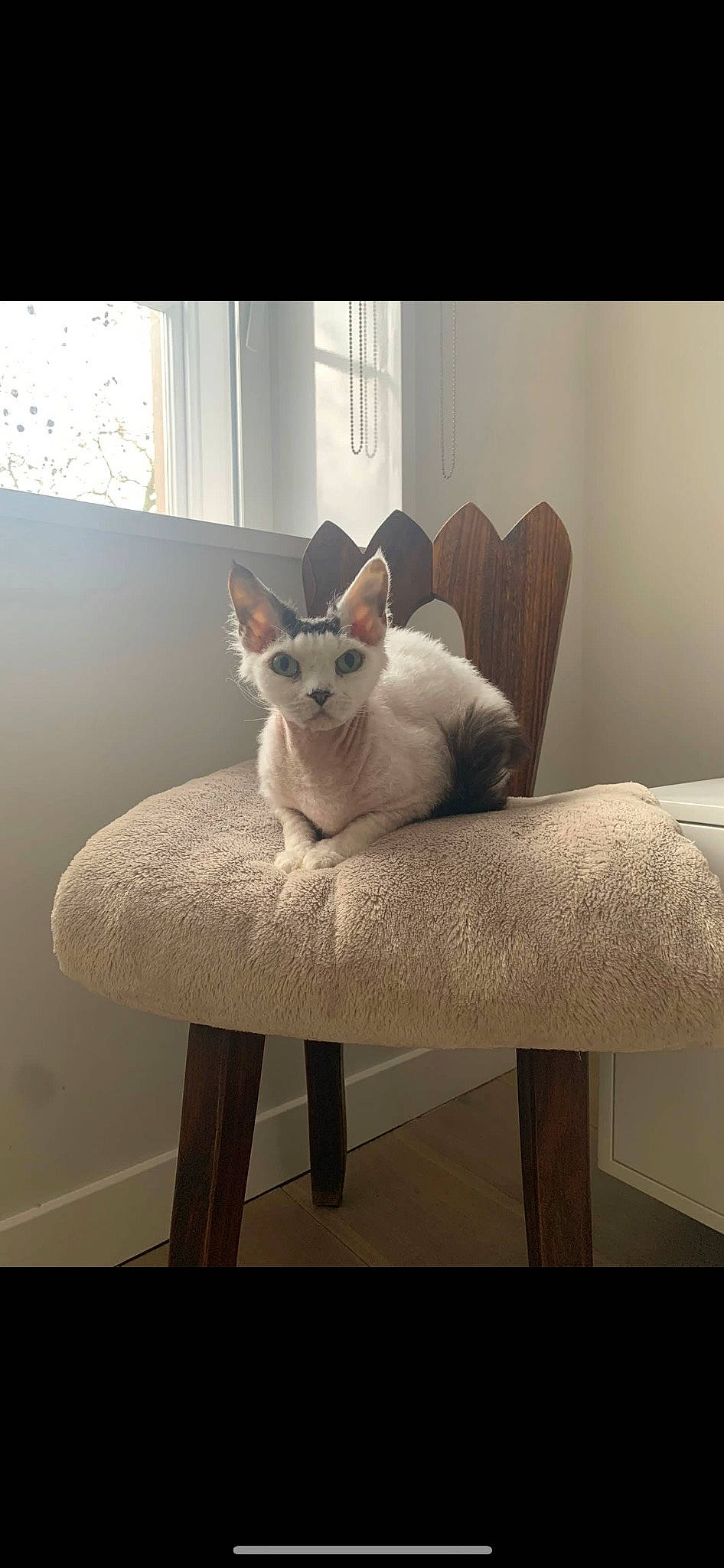 Rafiki joined the competition — help win amazing prizes! carnivore, cat, chair, comfort, couch, fawn, felidae, floor, fur, furniture, grey, hardwood, head, interior_design, small_to_medium_sized_cats, tail, vertebrate, whiskers, window, wood