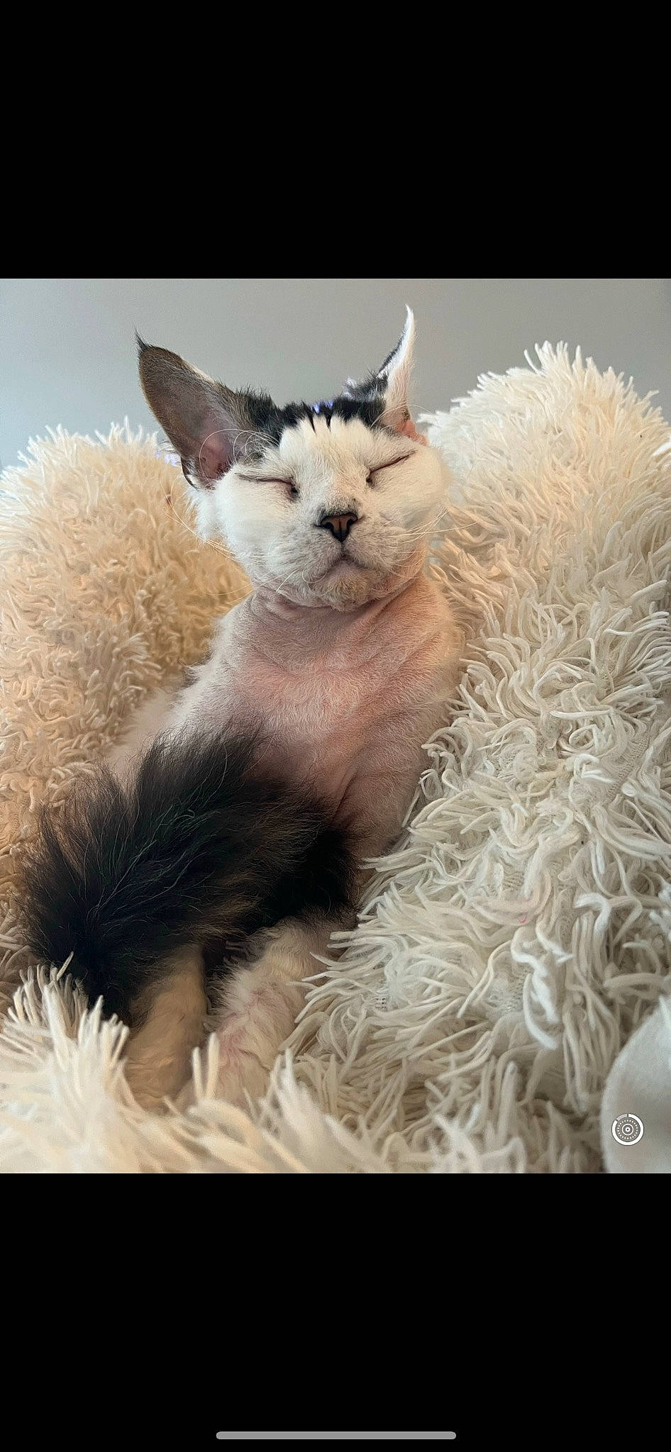 Rafiki is registered to the contest to win money with this photo: art, fawn, fur, goat, goat_antelope, goats, grassland, landscape, livestock, painting, sheep, snout, terrestrial_animal, whiskers, wildlife, working_animal