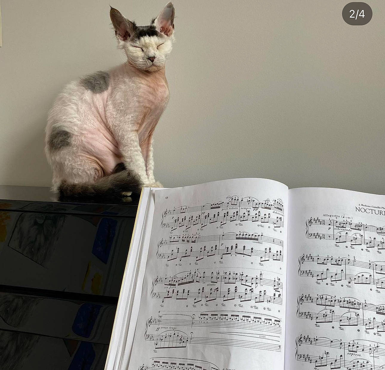 Rafiki joined the competition — help win amazing prizes! book, box, carnivore, cat, cat_supply, domestic_short_haired_cat, fawn, felidae, font, fur, handwriting, paper, paper_product, paw, pet_supply, publication, shipping_box, small_to_medium_sized_cats, tail, whiskers