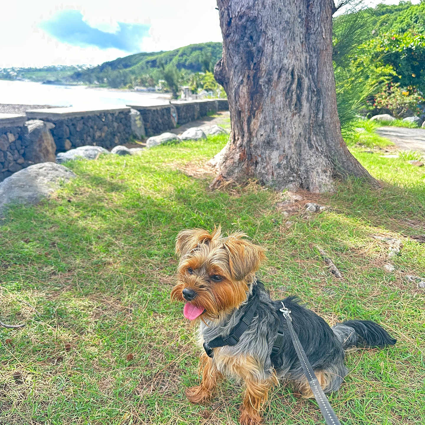 Rio a rejoint le concours — aidez-le/la à gagner de superbes lots ! animal, canine, daylight, dog, fur, grass, greenery, happy, leash, nature, outdoor, park, pet, scenic, sea, small_dog, stone_wall, sunny_day, tongue_out, tree_trunk