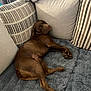 dog, sleeping, brown_dog, couch, pillows, blanket, indoor, relaxation, pet, fur, cozy, resting, home, comfort, animal, canine, nap, furniture, domestic, soft