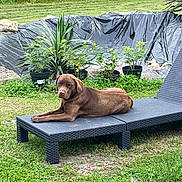 Valma a rejoint le concours — aidez-le/la à gagner de superbes lots ! dog, labrador, chocolate_labrador, outdoor, garden, grass, plant_pots, chaise_lounge, relaxed, pet, canine, backyard, greenery, nature, sunbathing, animal, resting, summer, daytime, fence