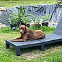 dog, labrador, chocolate_labrador, outdoor, garden, grass, plant_pots, chaise_lounge, relaxed, pet, canine, backyard, greenery, nature, sunbathing, animal, resting, summer, daytime, fence