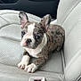 puppy, dog, brindle, car_interior, leather_seat, seatbelt_buckle, cute, pet, animal, young_dog, ears, paws, sitting, looking, closeup, indoor, transportation, gray, white, red