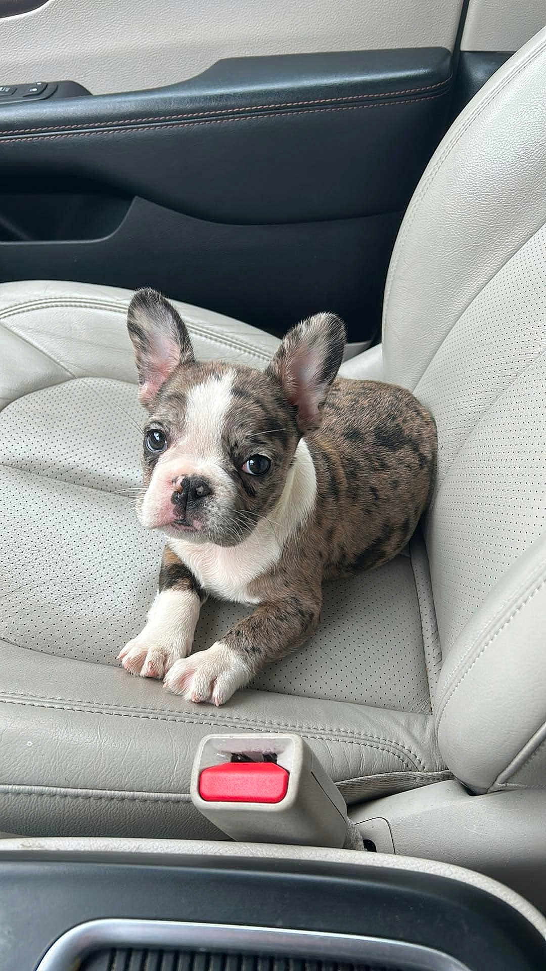 Tucker is registered to the contest to win money with this photo: puppy, dog, brindle, car_interior, leather_seat, seatbelt_buckle, cute, pet, animal, young_dog, ears, paws, sitting, looking, closeup, indoor, transportation, gray, white, red