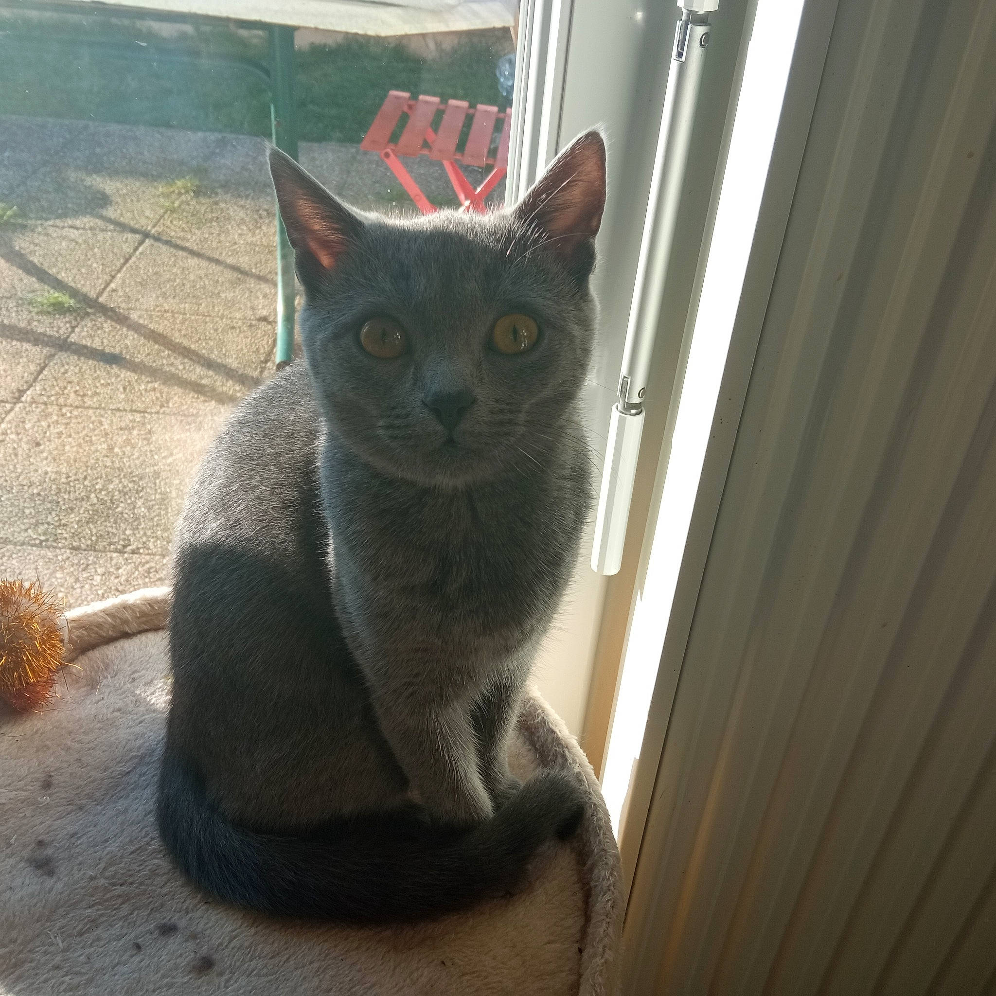 Téa a rejoint le concours — aidez-le/la à gagner de superbes lots ! black_cat, carnivore, cat, domestic_short_haired_cat, eye, felidae, fur, grey, russian_blue, small_to_medium_sized_cats, snout, tail, terrestrial_animal, whiskers, wood