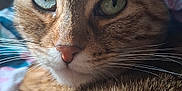 Lily participe au concours pour gagner de l'argent avec cette photo : cat, tabby, close_up, green_eyes, fur, whiskers, pet, animal, cozy, relaxed, indoor, blanket, soft_light, portrait, cute, feline, domestic_cat, sleepy, face, ears