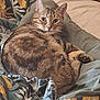 cat, tabby, pet, animal, fur, blanket, indoor, cozy, curious, resting, soft, patterned, relaxed, feline, cute, comfort, bed, paw, looking, warm