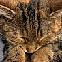 Lily a rejoint le concours — aidez-le/la à gagner de superbes lots ! cat, tabby, sleeping, close_up, fur, whiskers, paws, animal, pet, domestic, cozy, relaxed, mammal, cute, feline, resting, soft, striped, sleep, indoors