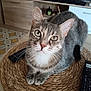 cat, tabby, gray_cat, pet, animal, indoor, woven_mat, remote_control, living_room, furniture, curious, sitting, close_up, eyes, whiskers, face, table, wooden_furniture, domestic, cozy