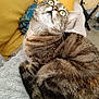 cat, tabby_cat, indoor, cozy, curled_up, fluffy_blanket, yellow_cushions, feline, whiskers, fur, pet, animal, looking_up, close_up, relaxed, home, soft_texture, striped_fur, resting, cute