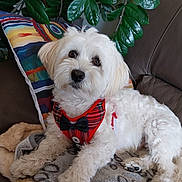 Prince participe au concours pour gagner de l'argent avec cette photo : dog, white_dog, plaid_harness, bow_tie, cute, pet, indoor, couch, blanket, pillow, green_leaves, plant, fur, animal, relaxing, lying_down, cozy, small_dog, domestic, adorable