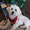 dog, white_dog, plaid_harness, bow_tie, cute, pet, indoor, couch, blanket, pillow, green_leaves, plant, fur, animal, relaxing, lying_down, cozy, small_dog, domestic, adorable