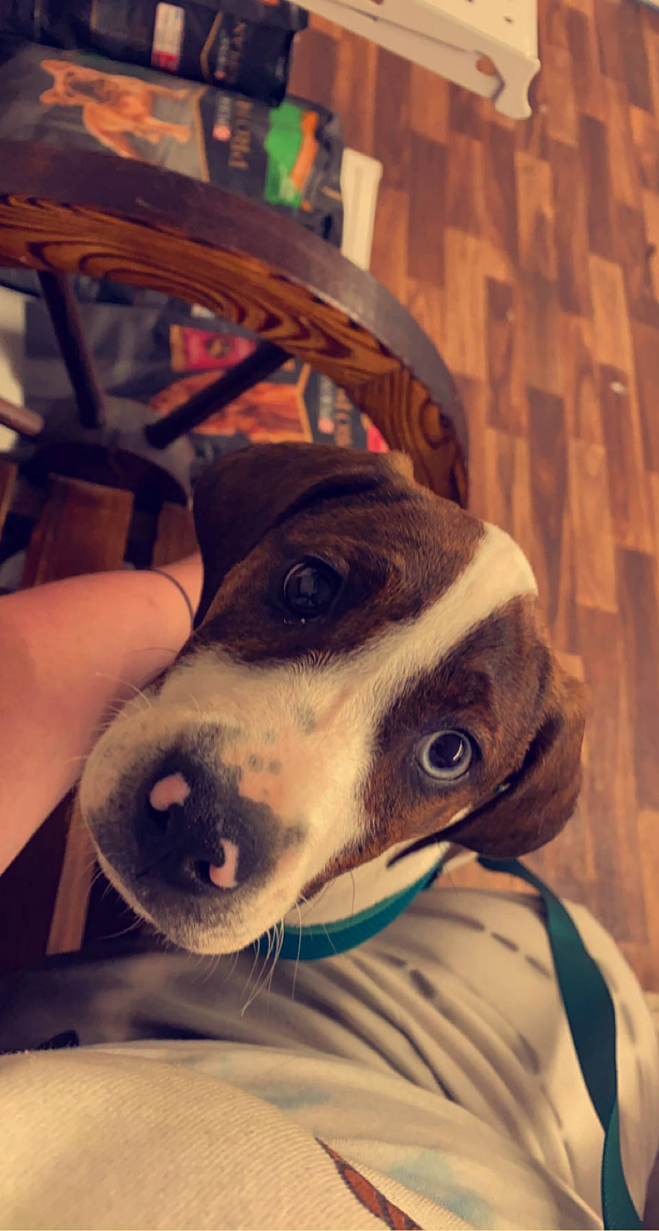 Skye joined the competition — help win amazing prizes! canidae, carnivore, collar, companion_dog, dalmatian, dog, dog_breed, dog_collar, ear, eyewear, fawn, fur, jaw, metal, personal_protective_equipment, snout, sporting_group, whiskers, wood, working_animal