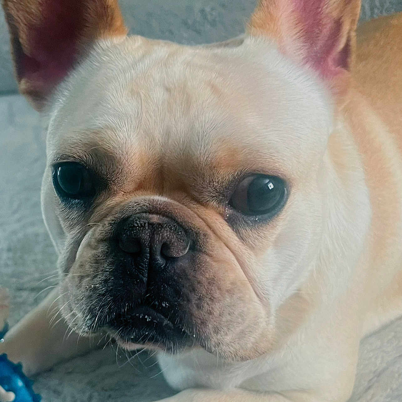 Sophy is registered to the contest to win money with this photo: alert, animal, close_up, companion, cute, dog, domestic_animal, ears, expression, face, french_bulldog, fur, indoor, laying_down, nose, paw, pet, playful, toy, whiskers