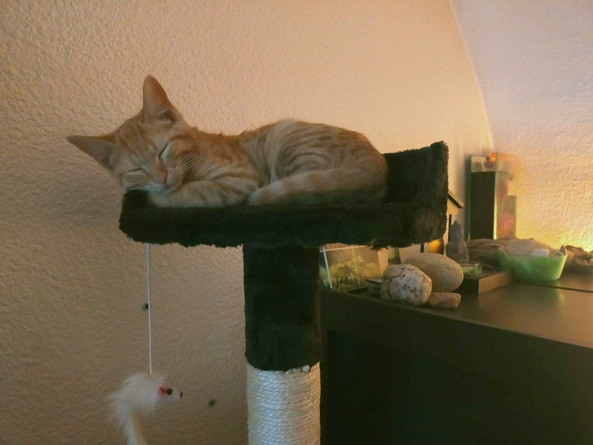 Chi participe au concours pour gagner de l'argent avec cette photo : art, carnivore, cat, cat_supply, comfort, couch, domestic_short_haired_cat, fawn, felidae, fur, grey, hardwood, plaster, room, small_to_medium_sized_cats, snout, tail, whiskers, window, wood