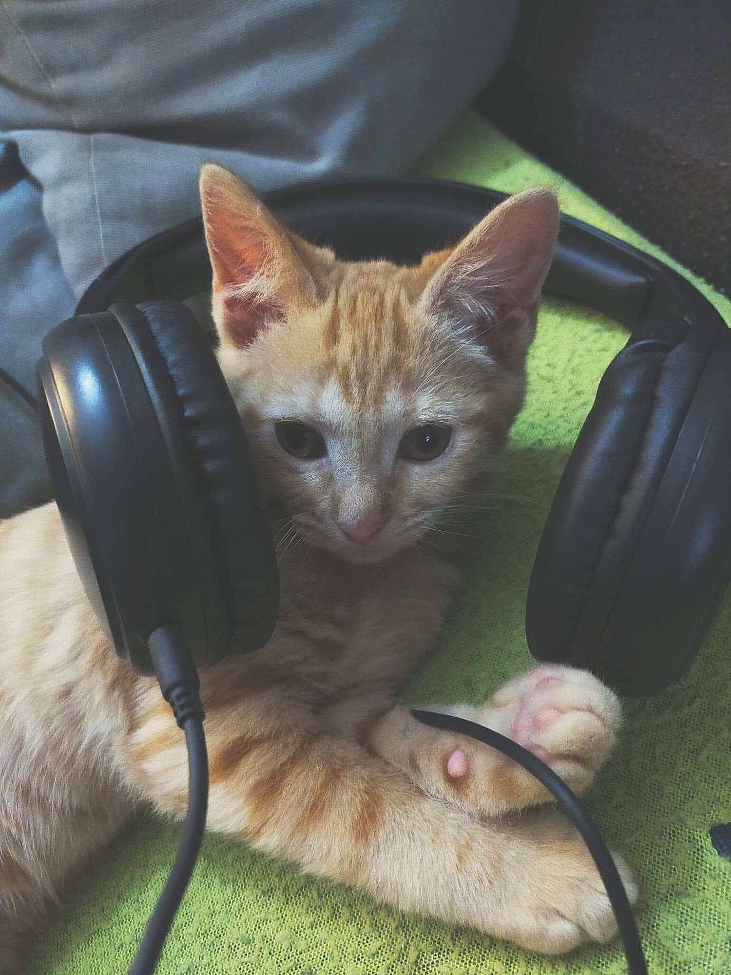 Chi participe au concours pour gagner de l'argent avec cette photo : audio_equipment, cable, carnivore, cat, claw, domestic_short_haired_cat, fawn, felidae, fur, grass, iris, paw, photo_caption, sitting, small_to_medium_sized_cats, snout, tail, terrestrial_animal, whiskers, wildlife