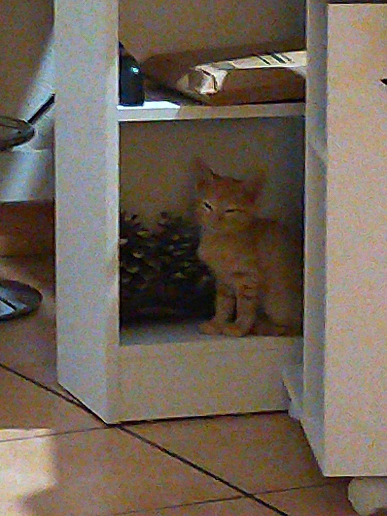 Chi a rejoint le concours — aidez-le/la à gagner de superbes lots ! bookcase, cabinetry, carnivore, cat, ceiling, door, felidae, floor, flooring, hardwood, home_door, plywood, rectangle, room, shelf, shelving, small_to_medium_sized_cats, stairs, whiskers, wood