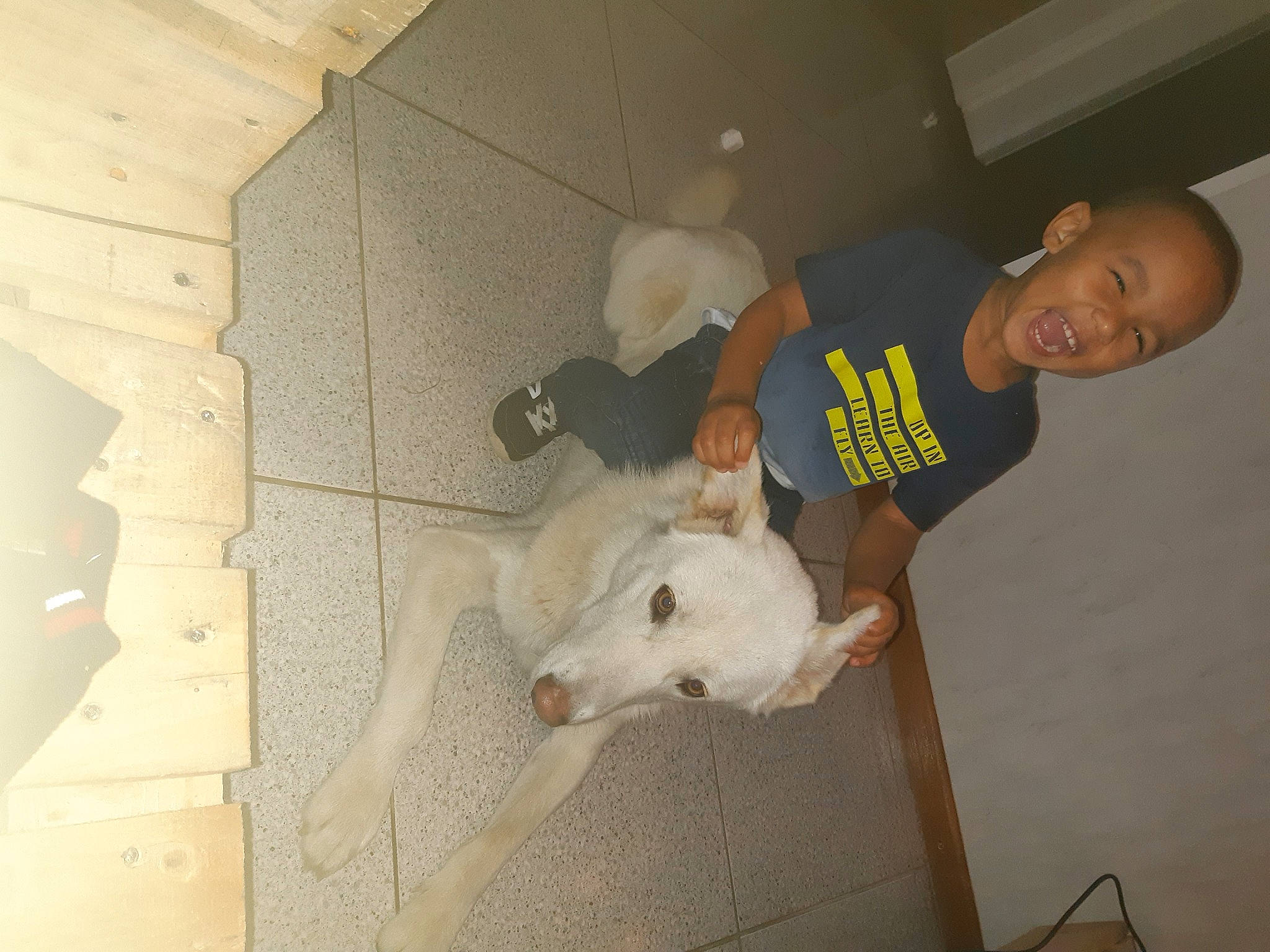 Lyam participe au concours pour gagner de l'argent avec cette photo : bull_terrier, carnivore, companion_dog, dog, dog_breed, elbow, fawn, floor, flooring, hardwood, mammal, person, smile, snout, sporting_group, t_shirt, tail, toy, vertebrate, wood