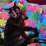 Mommas joined the competition — help win amazing prizes! animal, blanket, cat, colorful, comfort, cozy, cute, eyes, fabric, feline, fur, indoor, looking_up, pet, puzzle_pattern, relaxed, sitting, soft, tortoiseshell, whiskers