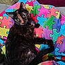 animal, blanket, cat, colorful, comfort, cozy, cute, eyes, fabric, feline, fur, indoor, looking_up, pet, puzzle_pattern, relaxed, sitting, soft, tortoiseshell, whiskers
