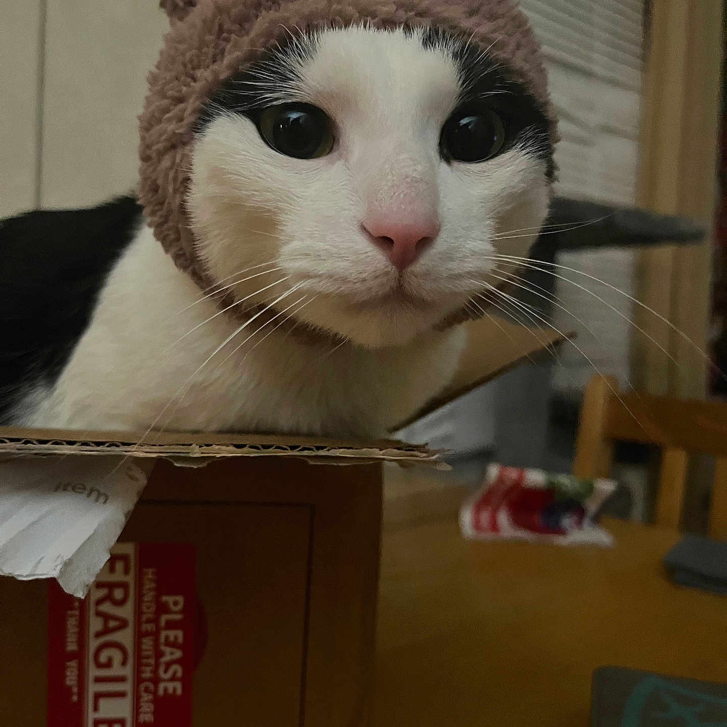 Luigi joined the competition — help win amazing prizes! animal, box, cap, cardboard, carton, cat, clothing, computer, electronics, hardwood, hat, hoodie, indoors, kitten, knitwear, laptop, pc, pet, sweater, wood