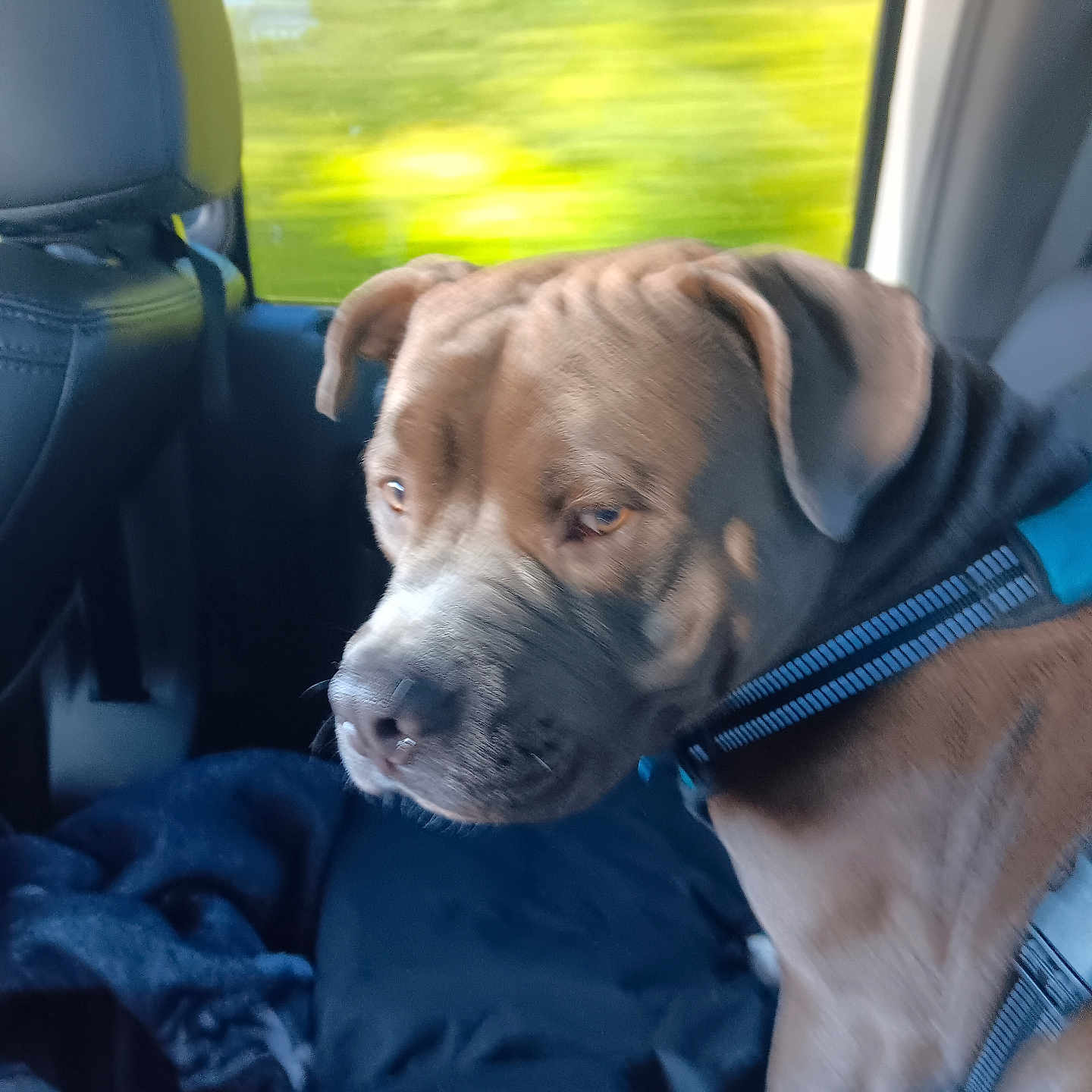 Blue is registered to the contest to win money with this photo: animal, blanket, blurred_background, brown_dog, canine, car_interior, daylight, dog, domestic_animal, harness, leather_seat, looking_away, nature_outside, pet, seat, side_view, transport, travel, window, young_dog