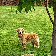 Abbey is registered to the contest to win money with this photo: dog, golden_retriever, grass, tree, leaves, rocks, outdoor, pet, canine, nature, yard, animal, mammal, greenery, fur, standing, alert, daylight, garden, backyard