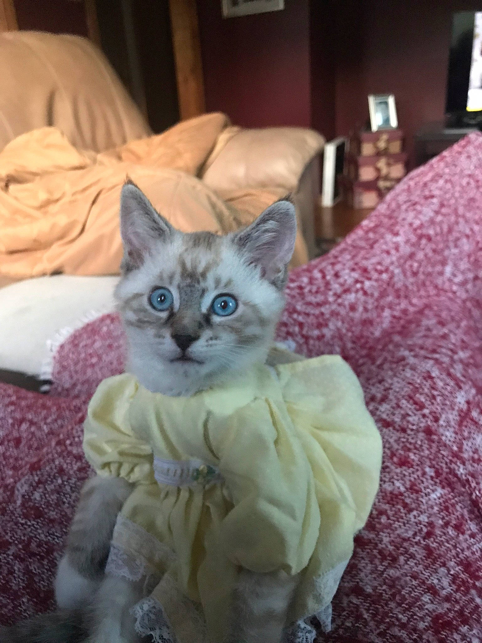 Francis joined the competition — help win amazing prizes! bed, carnivore, cat, claw, comfort, couch, domestic_short_haired_cat, fawn, felidae, fur, grey, linens, paw, picture_frame, pillow, ragdoll, sitting, small_to_medium_sized_cats, tail, whiskers