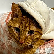 Sargento is registered to the contest to win money with this photo: cat, ginger_cat, hoodie, pet, animal, cozy, indoor, resting, cushion, pink, white, soft, cute, whiskers, ears, fur, closeup, portrait, curious, relaxed
