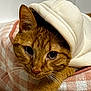 cat, ginger_cat, hoodie, pet, animal, cozy, indoor, resting, cushion, pink, white, soft, cute, whiskers, ears, fur, closeup, portrait, curious, relaxed