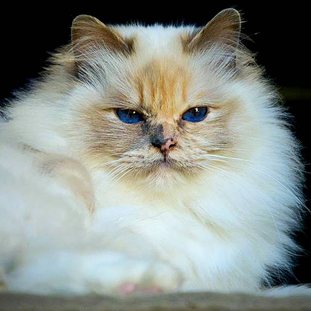 Lindorië Des Parfums D'Azur