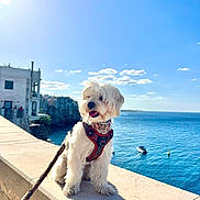 Ulys a rejoint le concours — aidez-le/la à gagner de superbes lots ! dog, white_dog, harness, leash, sea, ocean, blue_sky, clouds, sunlight, stone_ledge, cliff, boat, water, outdoor, daytime, pet, animal, coast, travel, scenic