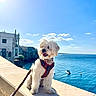 dog, white_dog, harness, leash, sea, ocean, blue_sky, clouds, sunlight, stone_ledge, cliff, boat, water, outdoor, daytime, pet, animal, coast, travel, scenic