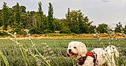 Ulys a rejoint le concours — aidez-le/la à gagner de superbes lots ! dog, white_dog, harness, leash, lavender, plants, rocks, field, greenery, trees, cloudy_sky, outdoor, nature, pet, canine, fur, grass, walking, happy, tongue_out