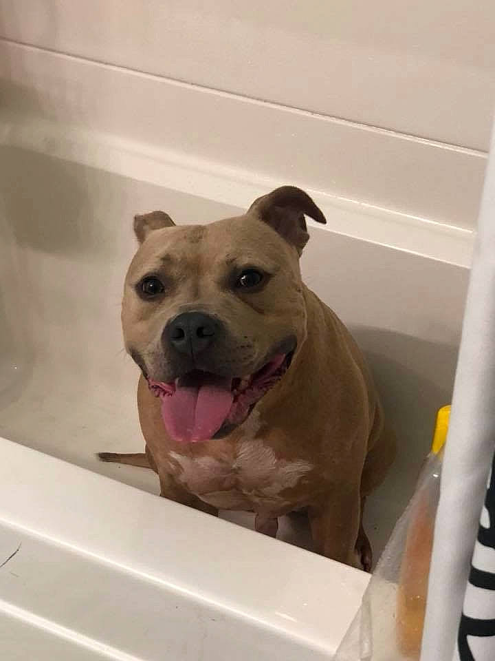 Odin joined the competition — help win amazing prizes! american_bulldog, american_pit_bull_terrier, american_staffordshire_terrier, canidae, carnivore, dog, dog_breed, fawn, mammal, non_sporting_group, pit_bull, snout, sporting_group, staffordshire_bull_terrier