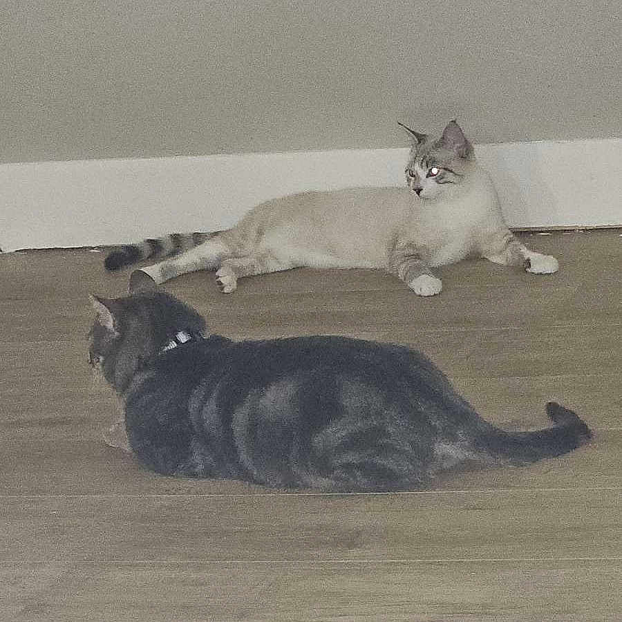 Pixel Et Milo participe au concours pour gagner de l'argent avec cette photo : animal, cat, cats, collar, dark_colored_cat, domestic_animal, feline, floor, fur, home, indoor, laying_down, light_colored_cat, pet, quiet, relaxing, resting, striped_cat, two_animals, wooden_floor