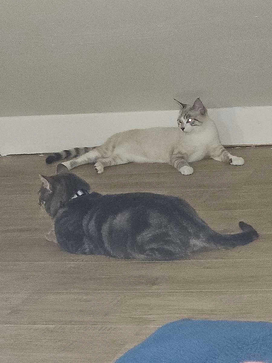 Pixel Et Milo participe au concours pour gagner de l'argent avec cette photo : cat, cats, indoor, floor, wooden_floor, striped_cat, light_colored_cat, dark_colored_cat, pet, animal, relaxing, laying_down, feline, collar, domestic_animal, two_animals, home, quiet, resting, fur