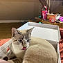 Pixel Et Milo a rejoint le concours — aidez-le/la à gagner de superbes lots ! cat, blue_eyes, cardboard_box, indoor, tongue_out, feline, cute, pet, fur, whiskers, wooden_beam, table, clutter, household_items, domestic, relaxed, close_up, light, shadow, bedspread