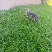 Pixel Et Milo a rejoint le concours — aidez-le/la à gagner de superbes lots ! cat, tabby_cat, grass, outdoor, animal, pet, greenery, wall, curious, feline, nature, daylight, mammal, looking_back, side_view, domestic_cat, walking, yard, sunlight, quiet