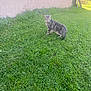 cat, tabby_cat, grass, outdoor, animal, pet, greenery, wall, curious, feline, nature, daylight, mammal, looking_back, side_view, domestic_cat, walking, yard, sunlight, quiet