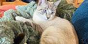 Pixel Et Milo participe au concours pour gagner de l'argent avec cette photo : cat, blue_eyes, bed, blanket, cozy, furniture, indoor, orange_bedspread, plush_toy, soft_texture, wooden_furniture, relaxed, tabby_cat, teddy_bear, warm_lighting, animal, pet, resting, domestic, comfortable