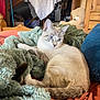 cat, blue_eyes, bed, blanket, cozy, furniture, indoor, orange_bedspread, plush_toy, soft_texture, wooden_furniture, relaxed, tabby_cat, teddy_bear, warm_lighting, animal, pet, resting, domestic, comfortable