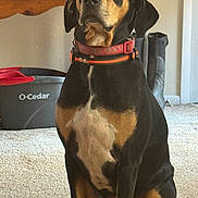 Mojo is registered to the contest to win money with this photo: dog, indoor, carpet, collar, black_and_tan, boots, wooden_table, cleaning_bucket, ocedar, pet, sitting, animal, fur, domestic, alert, canine, household, floor, background, closeup