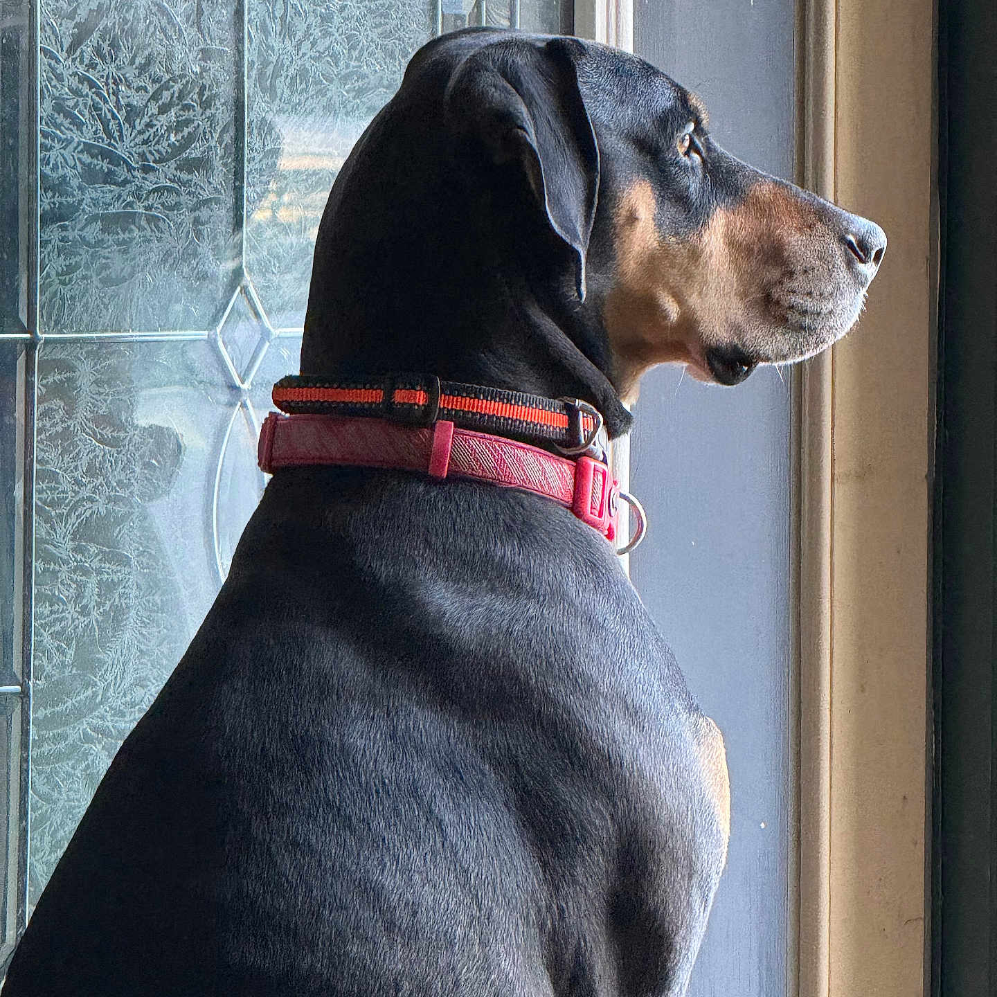 Mojo is registered to the contest to win money with this photo: dog, doberman, pet, collar, black_and_tan, sitting, indoor, glass_door, window, side_view, profile, looking_out, animal, canine, domestic_animal, fur, alert, calm, natural_light, texture