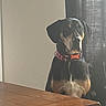Mojo joined the competition — help win amazing prizes! dog, indoor, table, collar, curtains, wooden_table, pet, animal, black_and_tan, sitting, curious, wall, furniture, domestic, canine, looking, alert, companionship, household, quiet