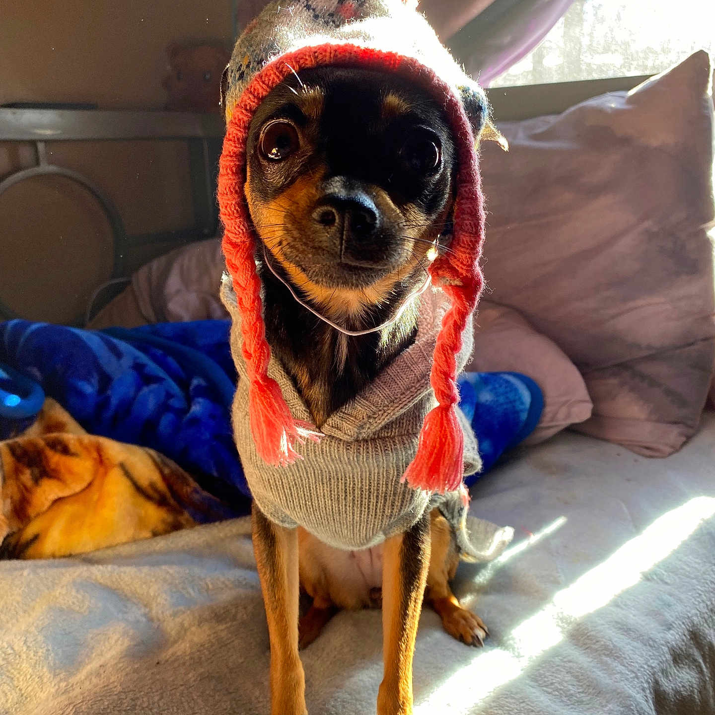 Bonnie is registered to the contest to win money with this photo: animal, canine, cap, chihuahua, clothing, couch, cushion, dog, face, furniture, hat, head, homedecor, knitwear, person, pet, photography, portrait, puppy, sweater