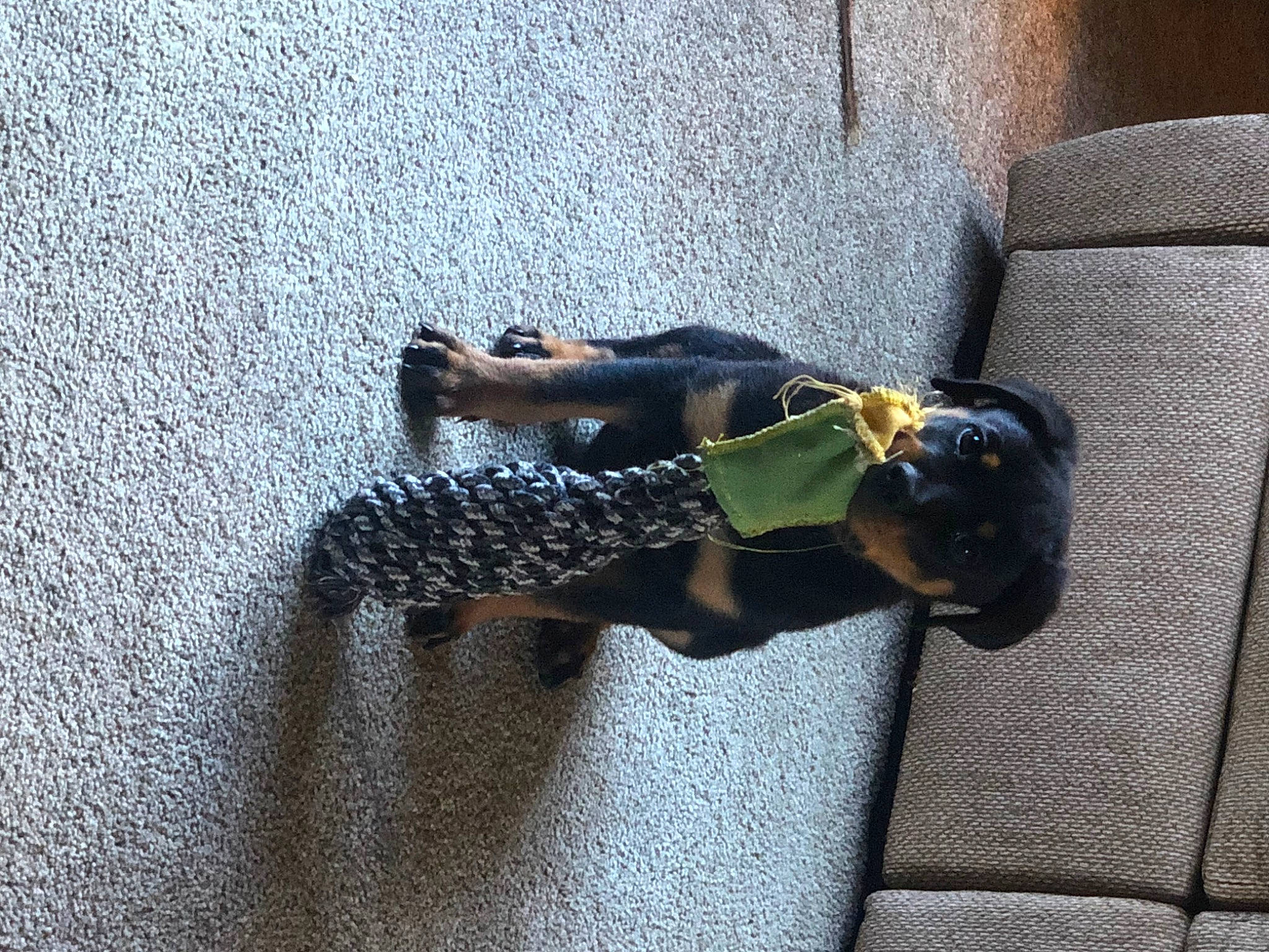 Bruno joined the competition — help win amazing prizes! asphalt, carnivore, comfort, companion_dog, dog, dog_breed, floor, flooring, fur, grey, human_leg, pattern, road_surface, shadow, sitting, sporting_group, tail, textile, tints_and_shades, tree